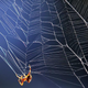 A spider weaving a web.